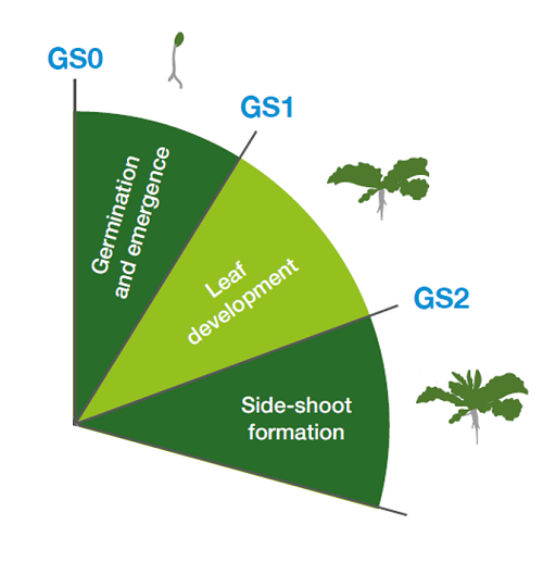 Early growth stages of oilseed rape (GS0–GS2)